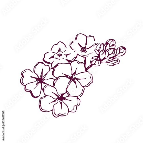Hand drawn flowers cherry blossom vector illustration. Cartoon sakura branch isolated on white.