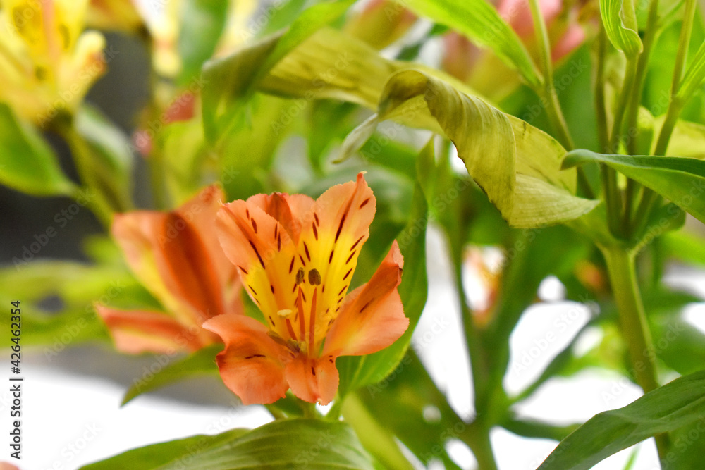 Beautiful peach colour of alstroemeria flowers with green leaves and blurred background.( Lily of the Incas)