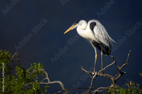 Garza Cuca 