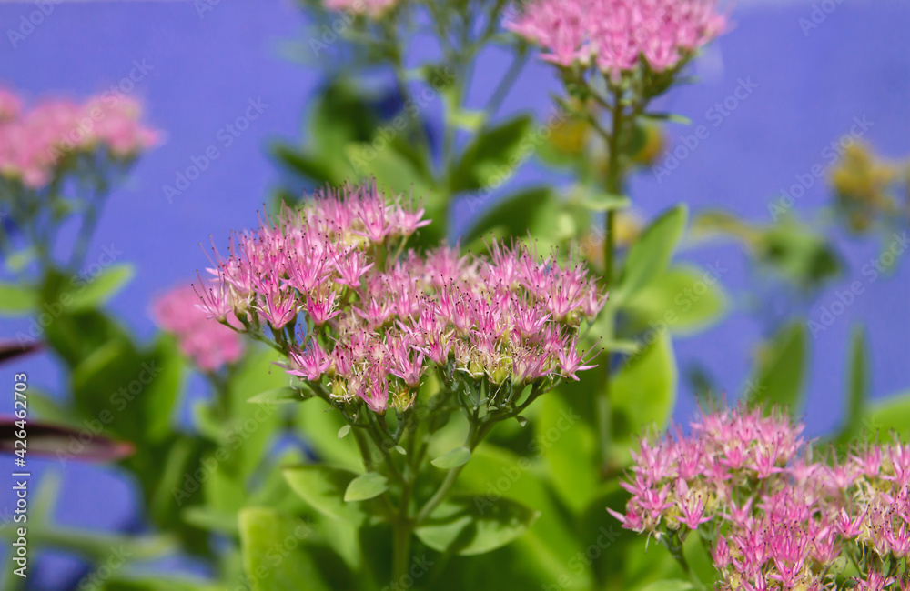 Hylotelephium spectabile pink flowers