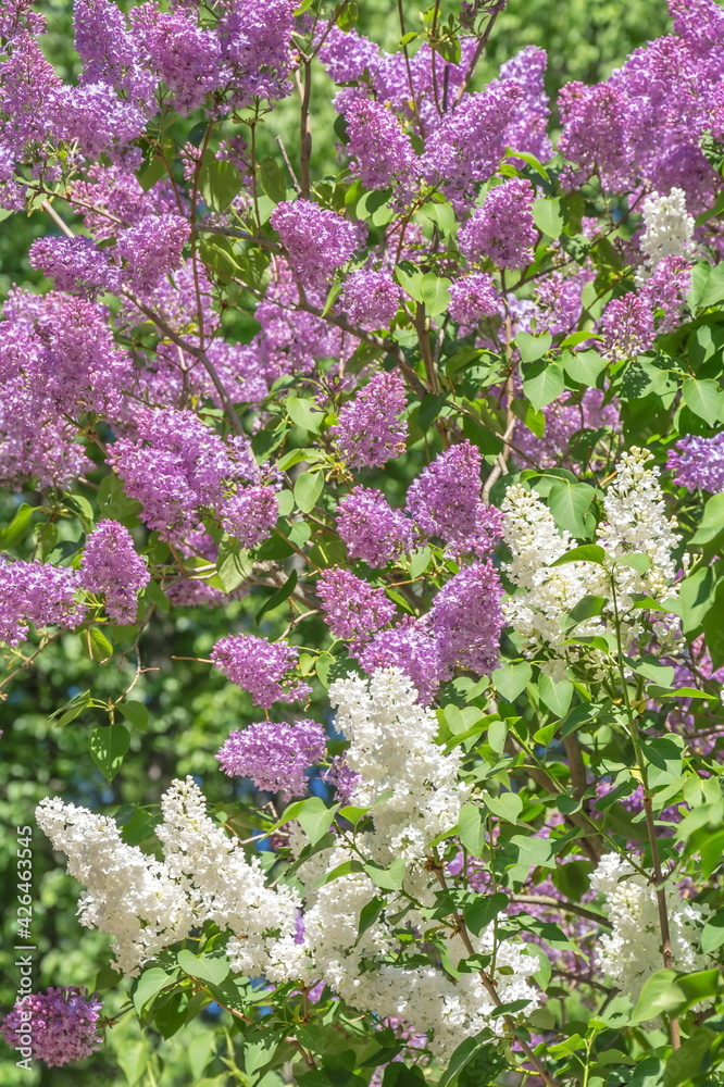 Obraz premium Blooming bushes of white and purple lilacs