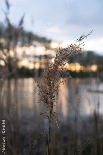 reeds at sunset