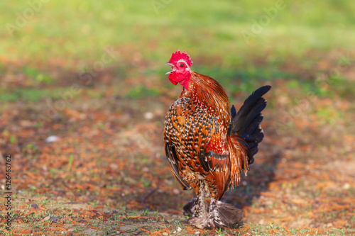 Beautiful colorful ornamental little rooster. He has a red comb and a lobe.
