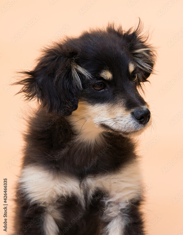 Fototapeta premium mongrel puppy looking sideways in studio