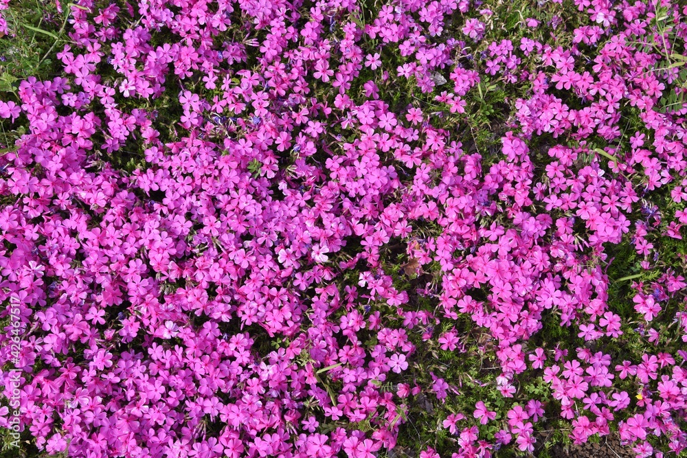 Moss phlox blooms pink, purple, blue and other flowers from spring to early summer, and it looks like a carpet of flowers. Moss phlox blooms pink, purple, blue and other flowers from spring to early summer, and it looks like a carpet of flowers.