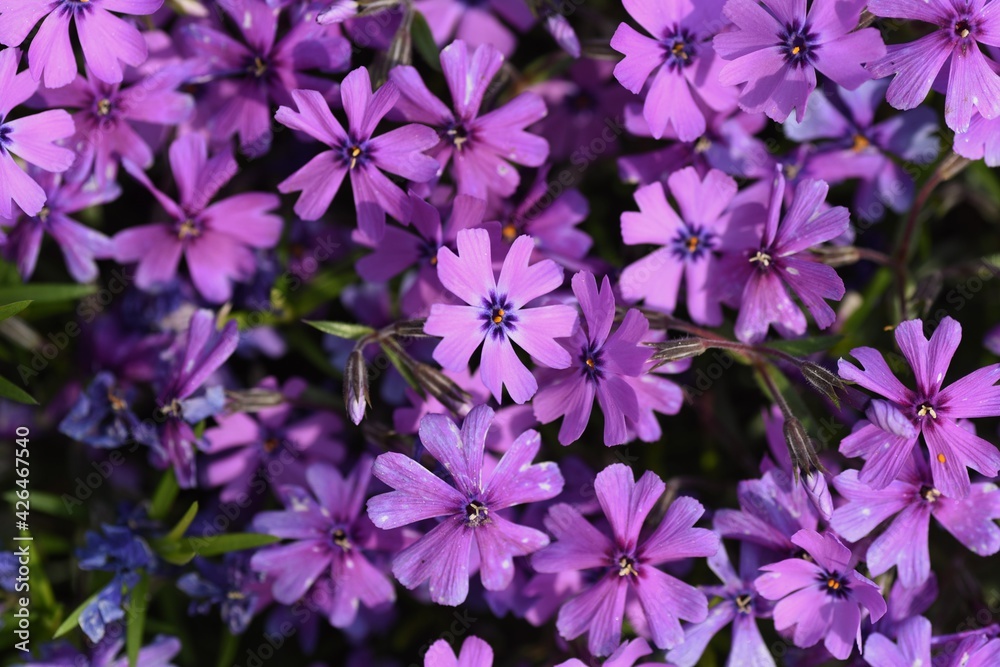 Moss phlox blooms pink, purple, blue and other flowers from spring to early summer, and it looks like a carpet of flowers.
