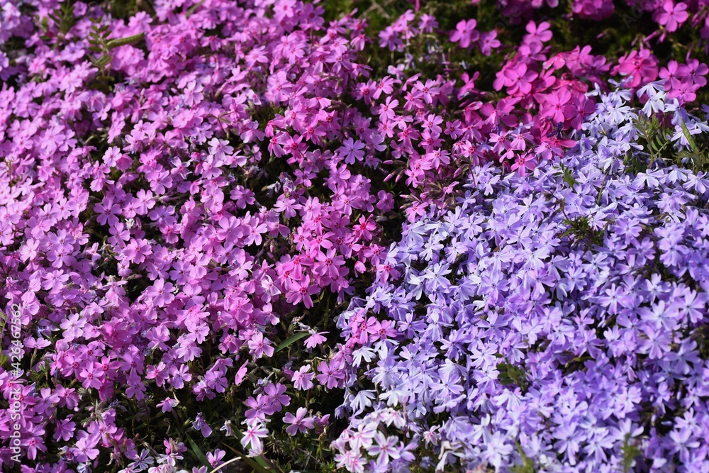 Moss phlox blooms pink, purple, blue and other flowers from spring to early summer, and it looks like a carpet of flowers.