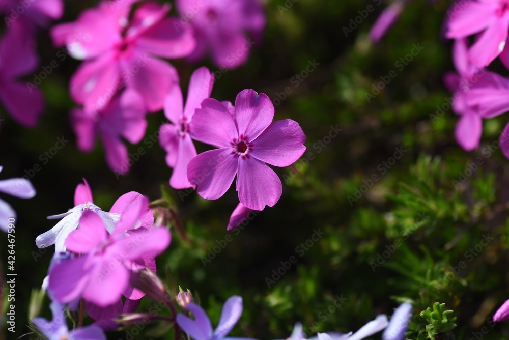Moss phlox blooms pink, purple, blue and other flowers from spring to early summer, and it looks like a carpet of flowers. Moss phlox blooms pink, purple, blue and other flowers from spring to early summer, and it looks like a carpet of flowers.