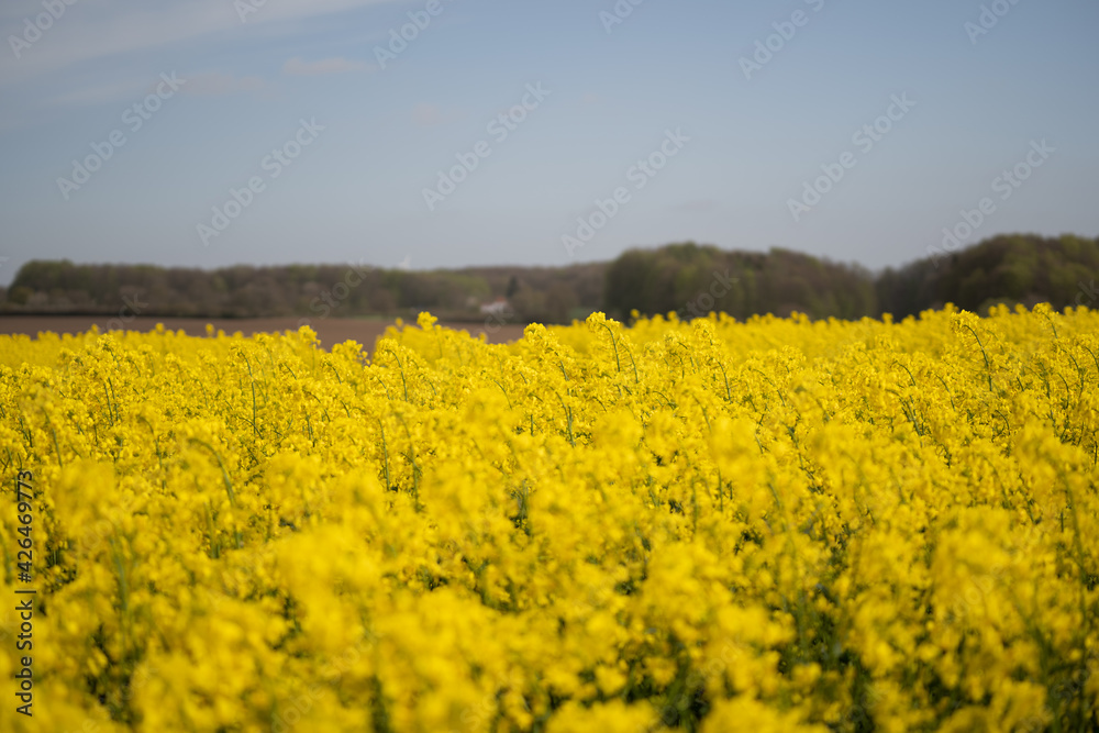 Rapsfeld Rapsfeld