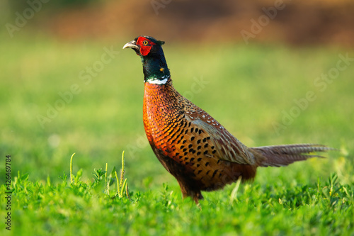 Common pheasant standing on grass in springtime nature