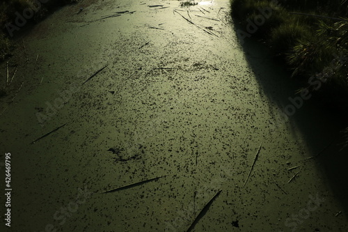 Agua estancada (textura)