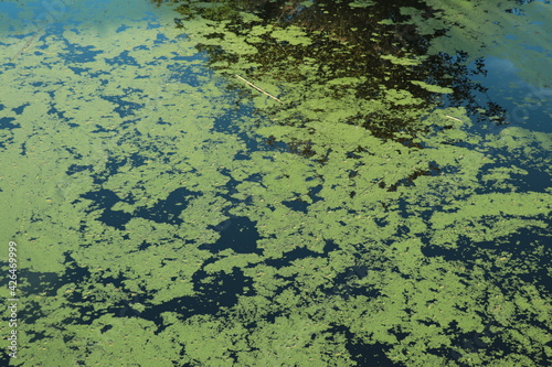 Agua estancada (textura)