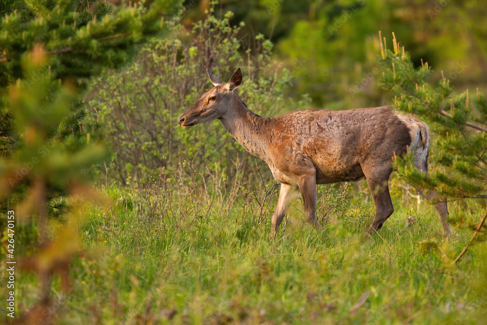 Red deer female walking on meadow in springtime nature