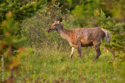 Obraz na płótnie Red deer female walking on meadow in springtime nature w salonie