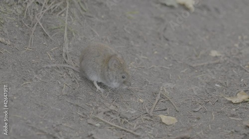 field mouse in natural habitat