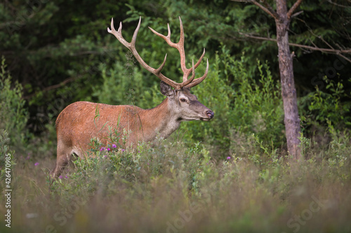 Red deer walking in vivid forest in summertime nature