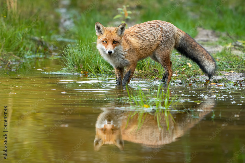 Fototapeta premium Red fox wading in water with reflection in summer nature