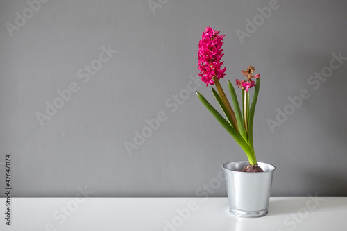 Hyacinth flower in tin pot on white table. Spring magenta flower, potted plant on gray wall