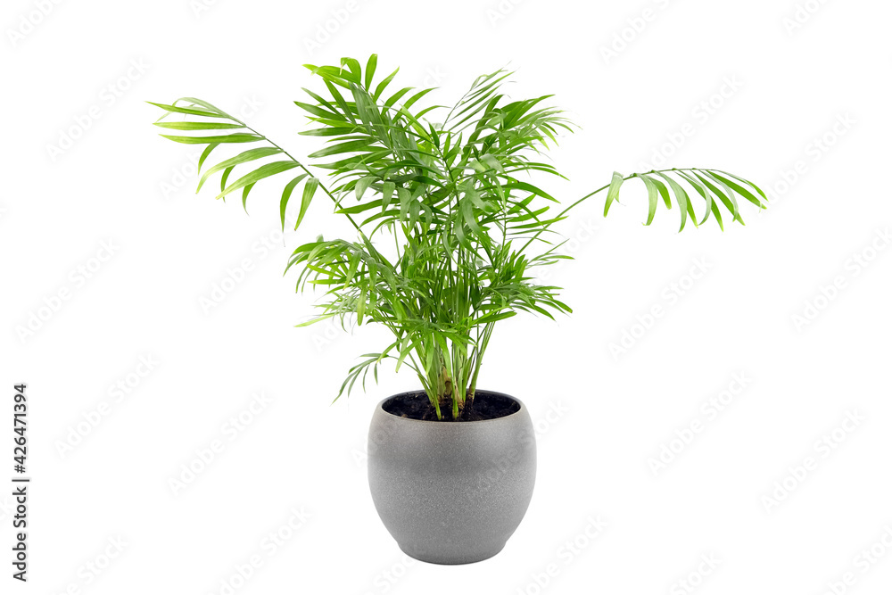 Chamaedorea Elegans in pot isolated on white background. Parlour Palm in gray flowerpot, houseplant green leaves Chamaedorea Elegans in pot isolated on white background. Parlour Palm in gray flowerpot, houseplant green leaves
