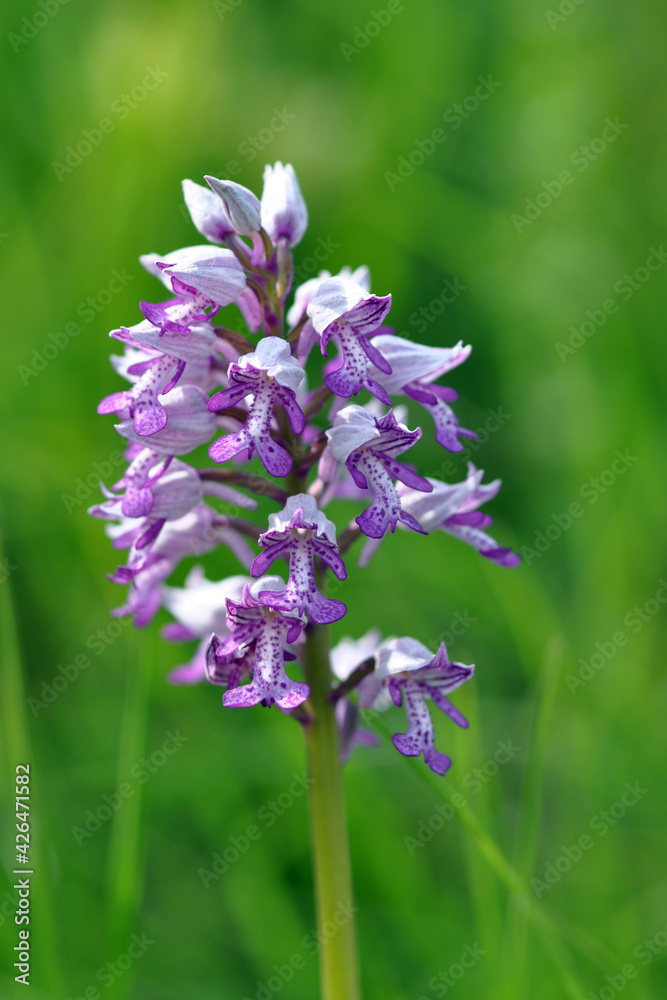Obraz premium Orchis militaire