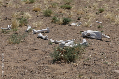 Gobi Desert. White skeleton of a camel.