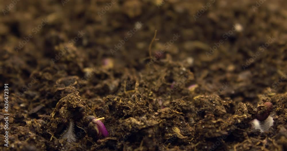 The birth of new plant life. The birth of cabbage from the ground sprouts. Growing healthy ingredients for salad at home. Dietary food of microgreens. The birth of new plant life. The birth of cabbage from the ground sprouts. Growing healthy ingredients for salad at home. Dietary food of microgreens.