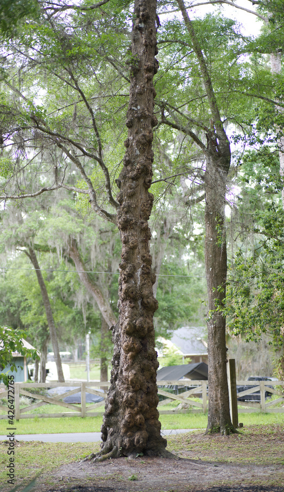 Florida Laurel oak (Quercus laurifolia) is a medium-sized semi-evergreen oak in the red oak section. It is native to the southeastern and south-central the United States, loaded with burls, lumps