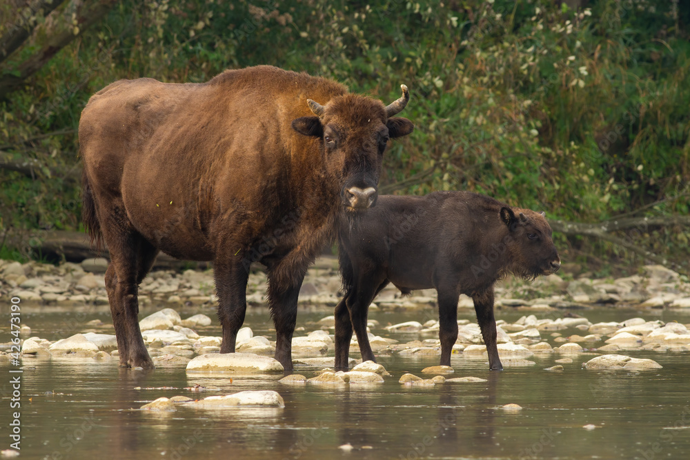 Two european bisons crossing the water in summer nature Two european bisons crossing the water in summer nature
