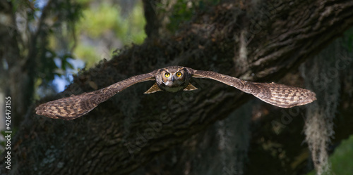 great horned owl adult (bubo virginianus) flying towards camera from oak tree, yellow eyes fixed on camera, wings spread apart, bokeh background