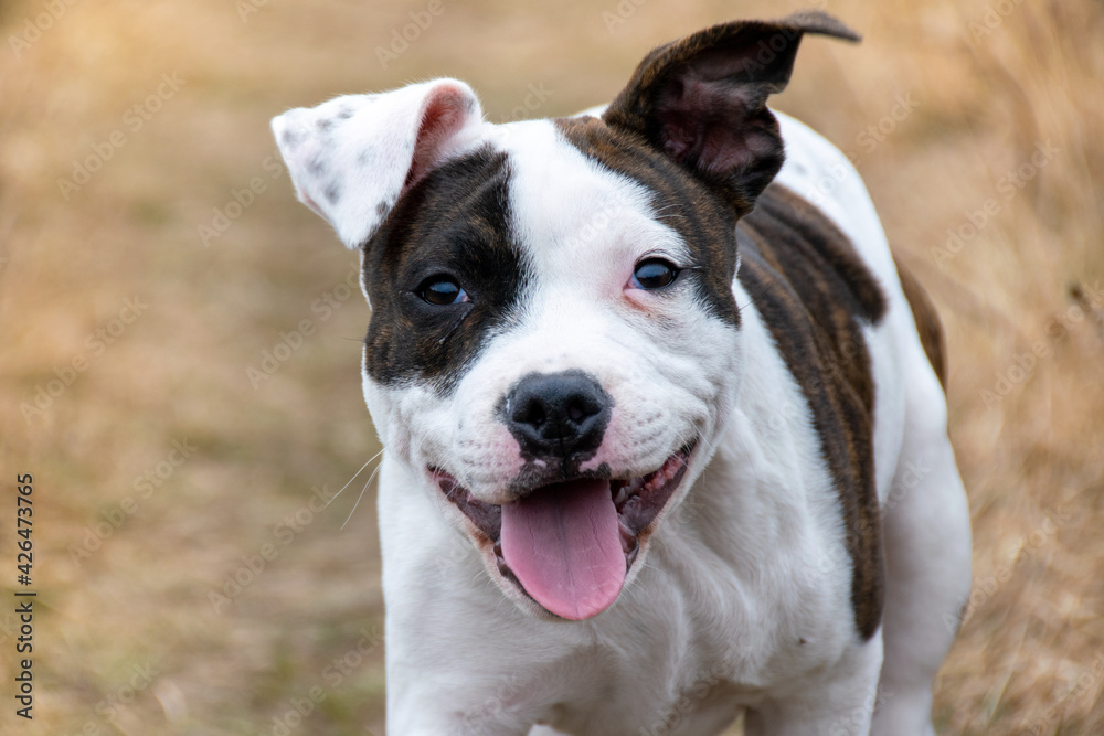 Happy smiling puppy dog English Staffordshire Bull Terrier close up