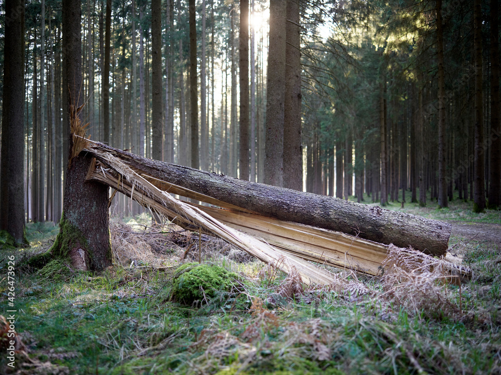 Baum geknickt Baum geknickt