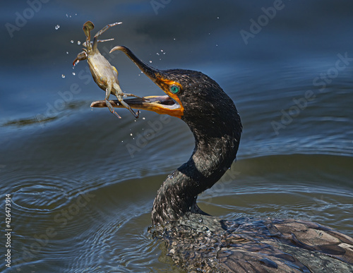 Slika na platnu double crested cormorant (Phalacrocorax auritus) with aqua blue eyes, in water f