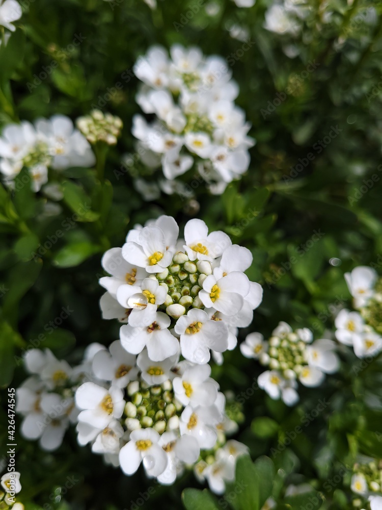 flowers flowers