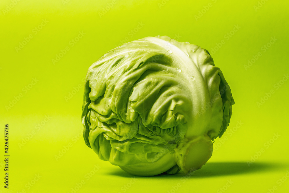 Fototapeta premium Fresh young cabbage, whole head in bright green background