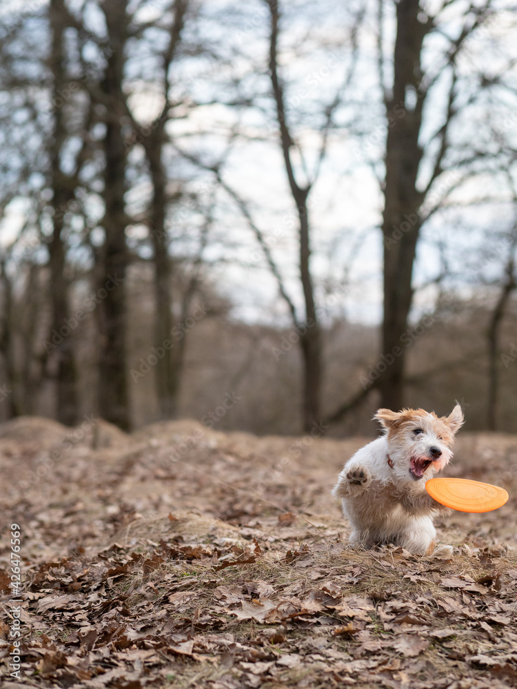Jack Russell Terrier puppy catches frisbee in the forest