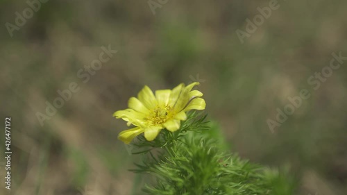 Small yellow wildflowers grows in the garden, side view, closeup