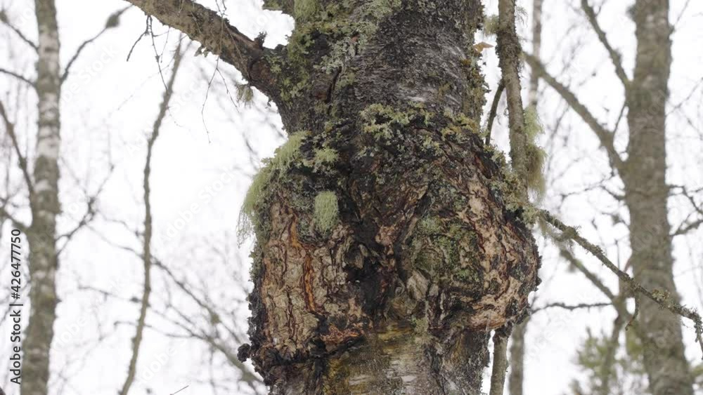 Closer look of the chaga mushroom on the tree trunk in the forest Closer look of the chaga mushroom on the tree trunk in the forest
