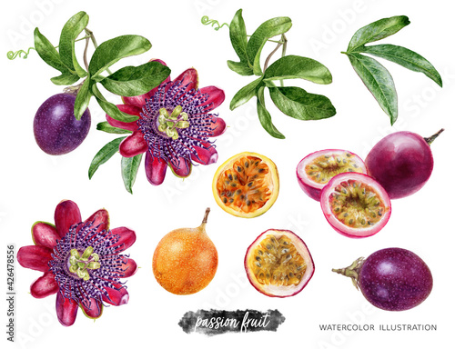 Bilde på lerret Passion fruit with leaves and flower watercolor illustration isolated on white b