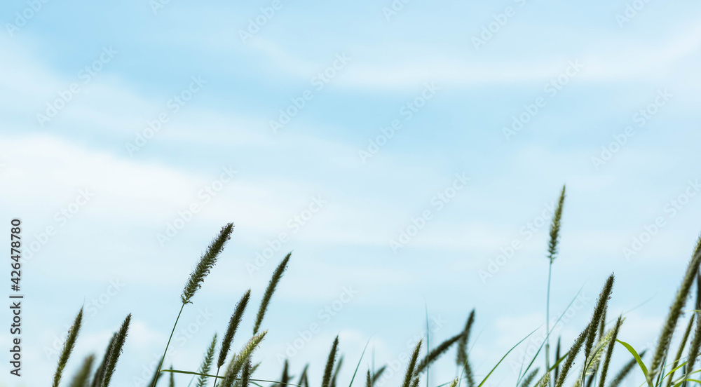 Green grass, blue sky background with white clouds Green grass, blue sky background with white clouds