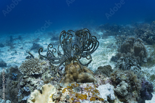 Fototapeta Naklejka Na Ścianę i Meble -  coral reef and feather starfish in the sea