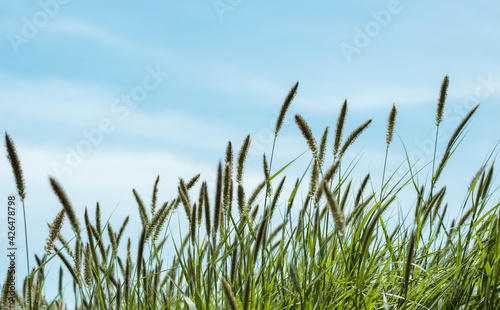 Green grass, Green grass, blue sky background with white cloudsblue sky background with white clouds