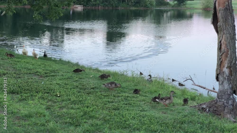 Ducks scouring for food in the side of a pond, with ripples in the water Ducks scouring for food in the side of a pond, with ripples in the water