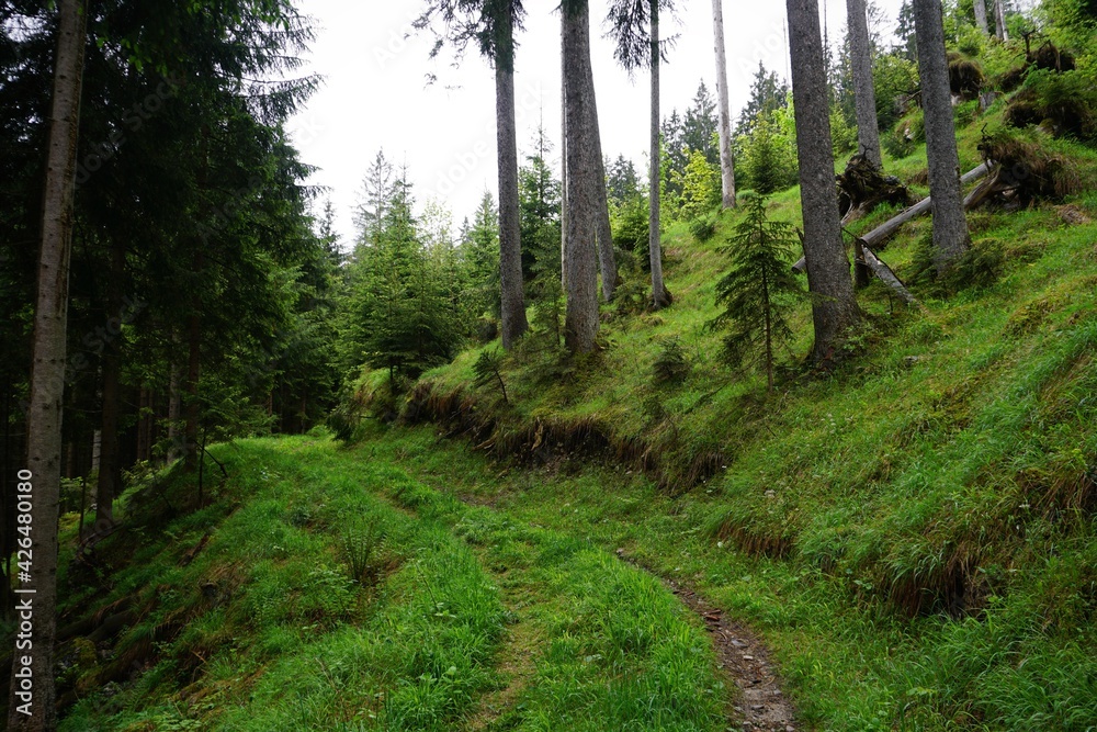 Path in a forest in the Bavarian Alps in Berchtesgaden Path in a forest in the Bavarian Alps in Berchtesgaden