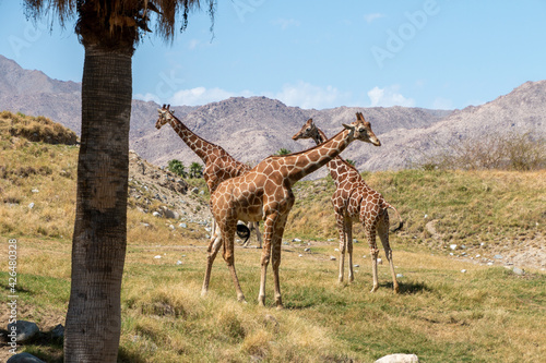 3 giraffe are standing together. A palm tree is to the left. A blue sky and mountains are in the background. © Timothy