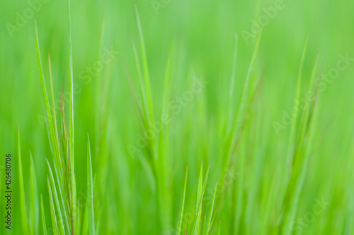 Green fresh grass background close up. Spring juicy greens. Herbal background. Lawn grass, gardening and landscaping. Blur grass texture. Spring fields
