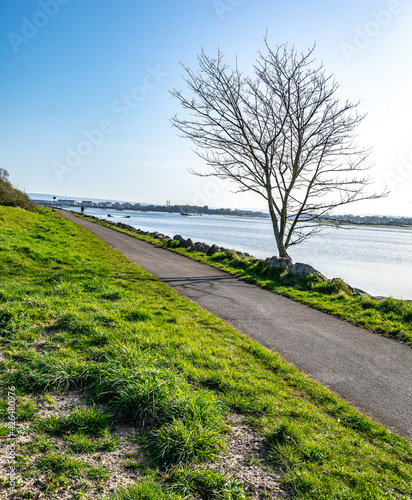 Green path next to the sea with a tree. Bike route in england. photo