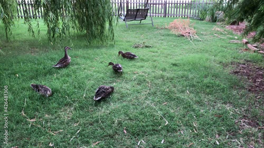 Ducks scouring for food in a grassy backyard Ducks scouring for food in a grassy backyard