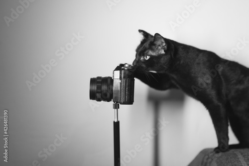 The cat and the camera.