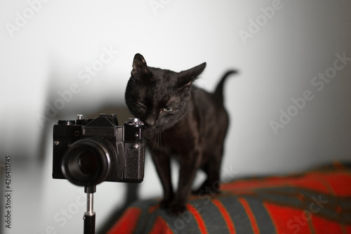 The cat and the camera.