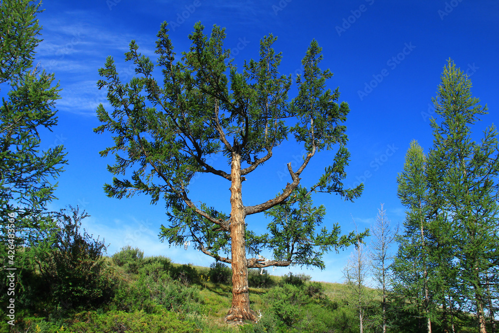 Fototapeta premium A large tree with spreading branches on a mountainside against the background of a clear sky in summer, trees grow nearby, summer, sunny